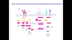 Partie 7 - Lympho-noeuds et centre germinatif B