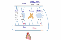 Partie 1 - Complexe d’adhérence transitoire et labile : Synapse immunologique - Odyssée des cellules dans un ganglion lymphatique