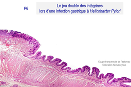 Partie 6 - Le double jeu des intégrines lors d'une infection bactérienne à Hélicobacter pylori