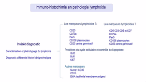 Partie 1 - Complexe d’adhérence transitoire et labile : Synapse immunologique - Odyssée des cellules dans un ganglion lymphatique