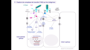 Partie 6 - Le double jeu des intégrines lors d'une infection bactérienne à Hélicobacter pylori