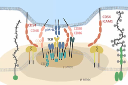 Partie 2 - Complexe d’adhérence transitoire et labile : Synapse immunologique - État de nos connaissances du mécanisme biochimique