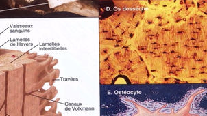 Partie 4 - Adhérence matrice-cellule et Mécanotransduction - La cicatrisation des petites plaies - Vidéo 1 sur 2
